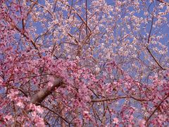 -桃花堤公园