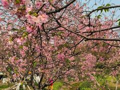 -天适樱花悠乐园