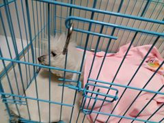 -瑞鹏宠物医院·骨科·猫科·内科(第一中心)