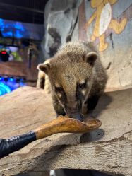 -Zoolung Zoolung动物主题公园(海信广场店)