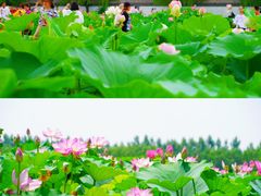 -白洋淀风景区