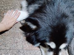 -more than meow吴止猫主题餐厅(承德 中船汇店)