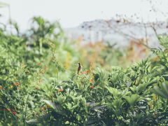 -鹿回头风景区