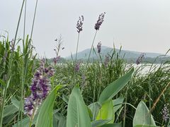 -尚贤河湿地