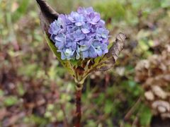 -西岭雪山大飞水景区