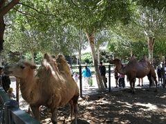 -长白岛森林公园