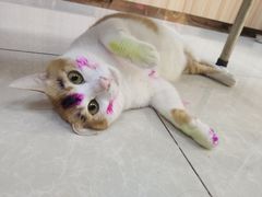 -瑞鹏宠物医院·夜间急症·心超·猫科(祖庙分店)