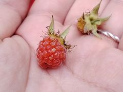 -太子湾公园-九曜山