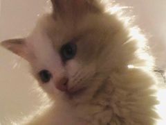 -猫咪咖啡店(新城大街店)