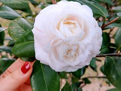 -中国科学院华南植物园