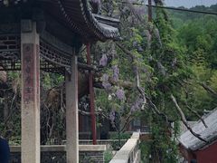 -泰山风景名胜区-普照寺