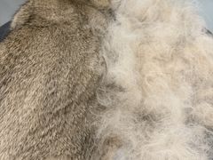 -八公叔叔宠物美容连锁(春申店)