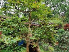 -南山植物园