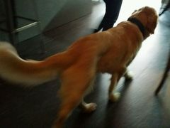 android_upload_pic-百好乐宠物友好餐厅(朝外大街店)