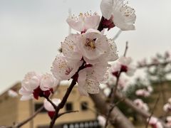 -汉长安城未央宫国家考古遗址公园