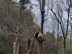 -都江堰中华大熊猫苑