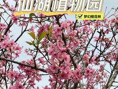 -深圳仙湖植物园