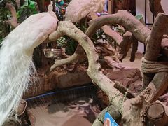 -正佳雨林生态植物园