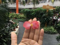-天宫南铂玫瑰园酒店