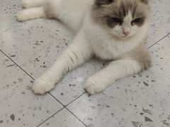 -喵园·猫主题咖啡厅·撸猫·猫咖(国贸店)