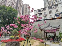 -沙湾姜埋奶(兴新包店)
