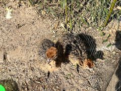 -北京鹿世界主题园