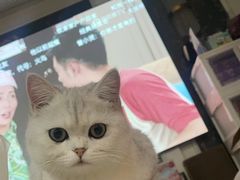 -老吴的猫·猫舍(新区店)