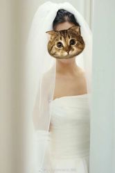 点击看大图 -Chic Bridal 熙可婚纱