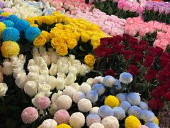 -越秀西湖花市(广州城市广场花卉店)
