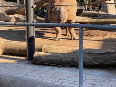 -圣地亚哥动物园