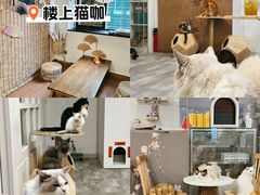 -楼上猫咖(罗湖店)