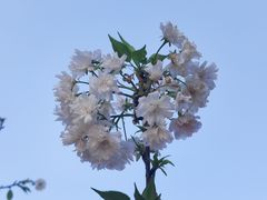 -天适樱花悠乐园