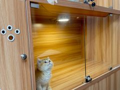-猫十亿·布偶金渐层·曼基康矮脚猫舍(青年路店)