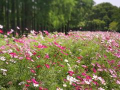 -上海共青森林公园