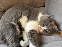 -滚猫咖啡·猫咖·猫友好撸猫(未来城店)