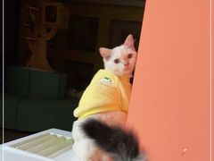 -Bastet sally猫舍购宠(静安店)