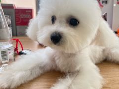 -翊宠yipet猫狗购宠庄园犬舍•猫舍