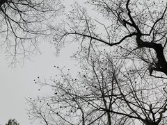 -洋湖国家湿地公园