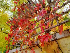 -三里屯东五街银杏大道