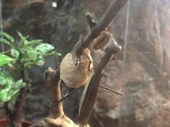 -上海大自然野生昆虫馆(东方明珠·爬宠昆虫探索中心)