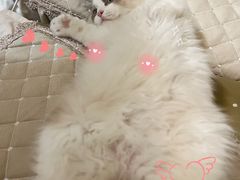 -lincat·猫舍(广州店)