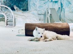 -珠海长隆海洋王国