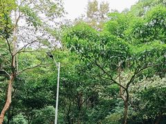 -火炉山森林公园