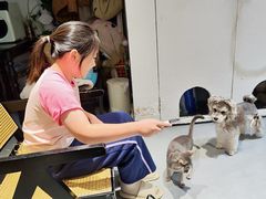 -琪喵猫屋·撸猫猫咖·猫舍