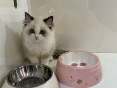 -青奢宠物·青奢猫舍