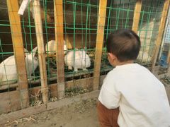 -上海都市菜园