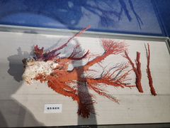 -重庆自然博物馆(新馆)