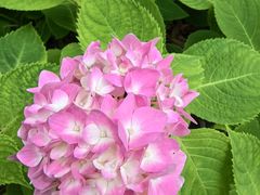 -上海神旺大酒店