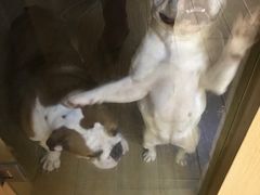 -Double Rui宠物酒店