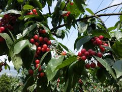 -樱桃山旅游景区